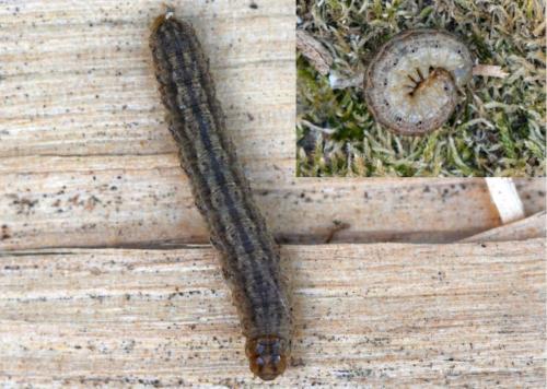 Agrotis puta
